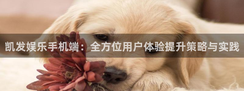 今年会app：凯发娱乐手机端：全方位用户体验提升策略与实践