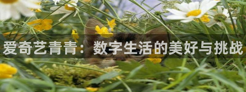 94年属狗女今年会怀孕吗：爱奇艺青青：数字生活的美好与挑战